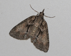 Microdes melanocausta