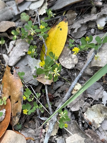 Lesser hop trefoil