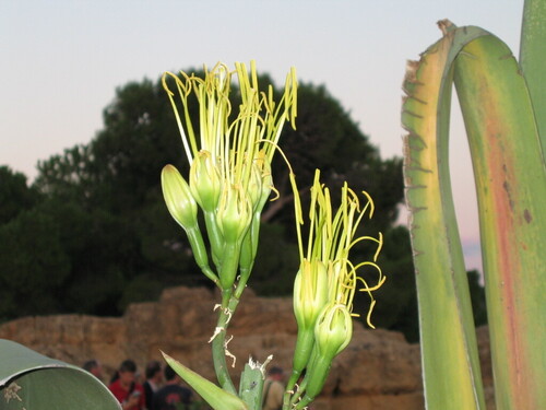 Agave americana