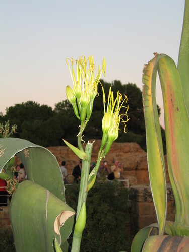 Agave americana