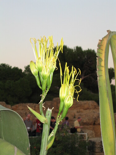 Agave americana