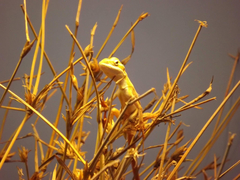 Diporiphora