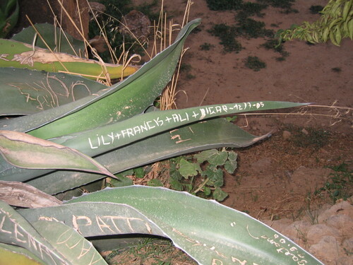 Agave americana