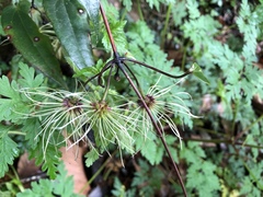 Clematis henryi