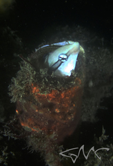 Aspidontus taeniatus