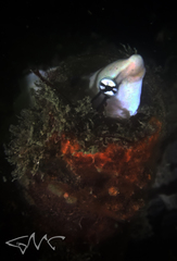 Aspidontus taeniatus