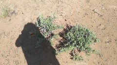 Aizoon schellenbergii