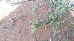 Aizoon schellenbergii