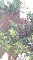 Aizoon schellenbergii