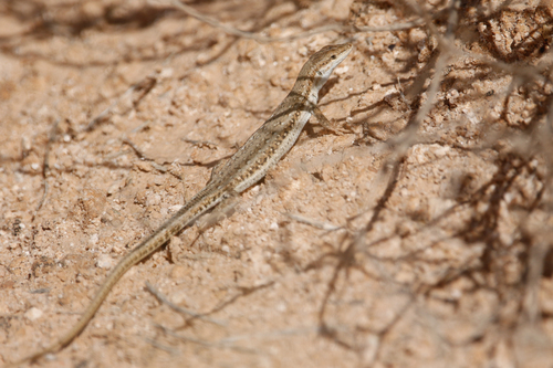 Mesalina olivieri olivieri