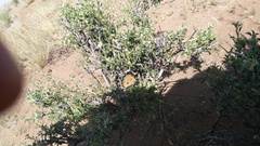 Aizoon schellenbergii