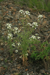 Dontostemon pinnatifidus