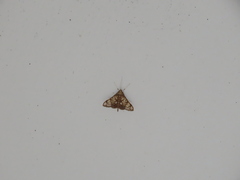 Nomophilini