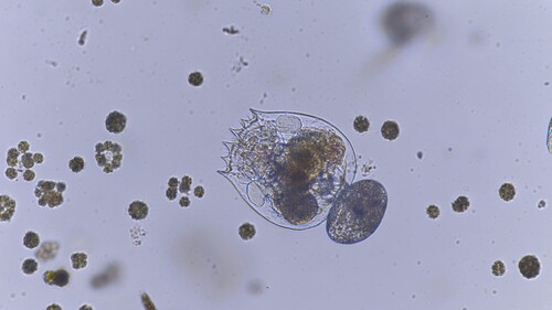 Brachionus quadridentatus