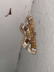 Cymoriza