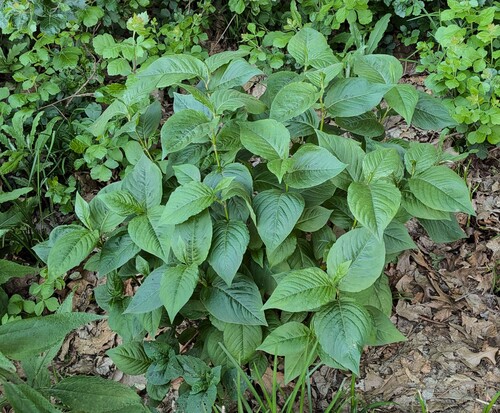 American jumpseed