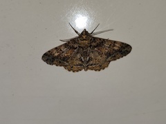 Alcis taiwanovariegata