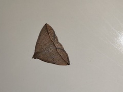 Zanclognatha subtriplex