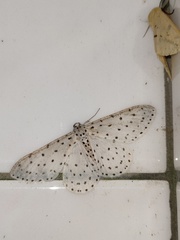 Xenoplia trivialis
