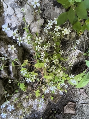 author not stated, no rights reserved Saxifraga petraea, photograph author not stated, no rights reserved