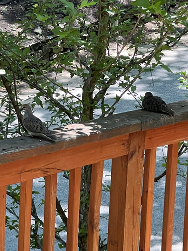 Mourning Dove