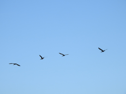 iNaturalist image
