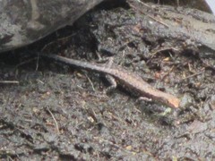 Lampropholis mirabilis