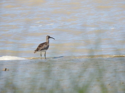iNaturalist: (c) ARSENIO GONZALEZ NAVARRO, some rights reserved (CC BY-NC), uploaded by ARSENIO GONZALEZ NAVARRO iNaturalist image