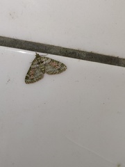 Chloroclystis rubroviridis