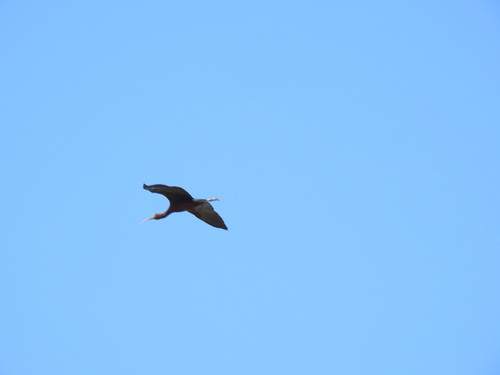 iNaturalist image