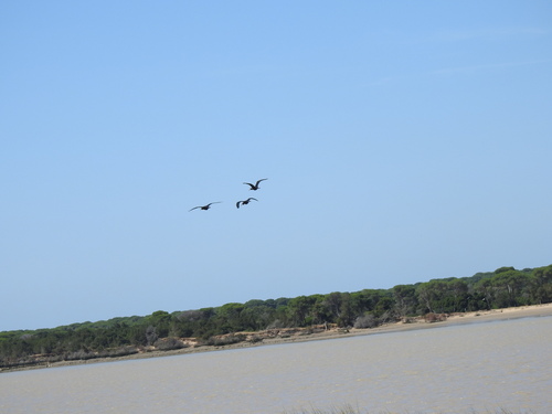iNaturalist image