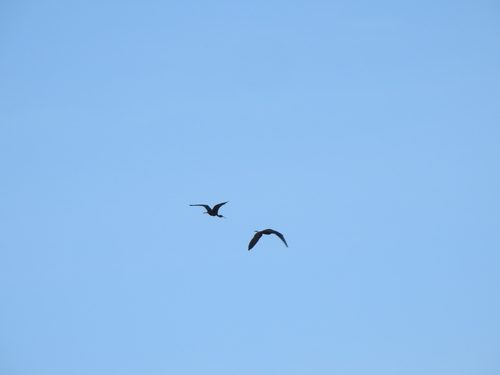 iNaturalist image