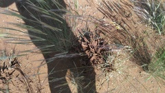 Stipagrostis ciliata capensis