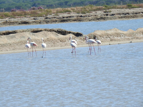 iNaturalist image