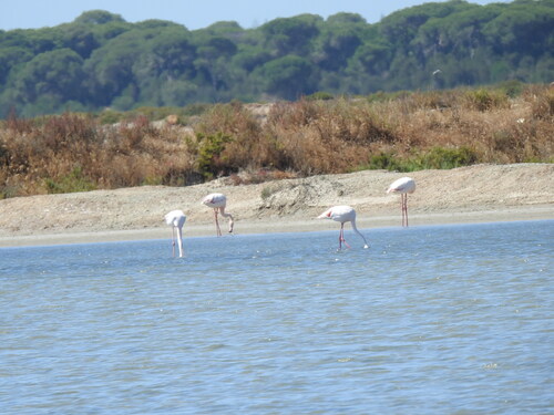 iNaturalist: (c) ARSENIO GONZALEZ NAVARRO, some rights reserved (CC BY-NC), uploaded by ARSENIO GONZALEZ NAVARRO iNaturalist image