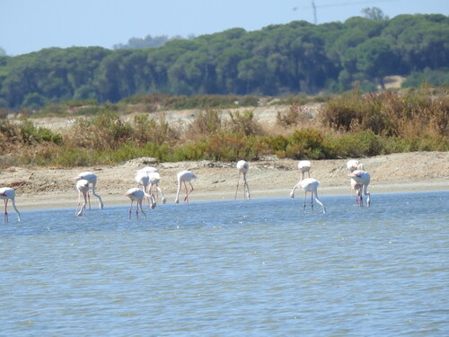 iNaturalist: (c) ARSENIO GONZALEZ NAVARRO, some rights reserved (CC BY-NC), uploaded by ARSENIO GONZALEZ NAVARRO iNaturalist image