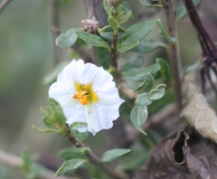 Lycianthes