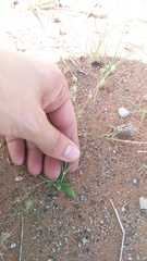 Kohautia ramosissima