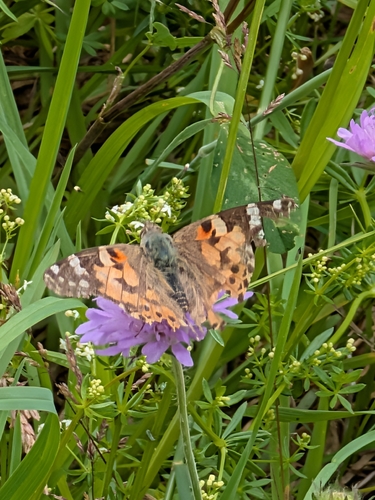 Painted Lady
