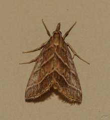 Stemmatophora