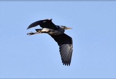 Ardea cinerea
