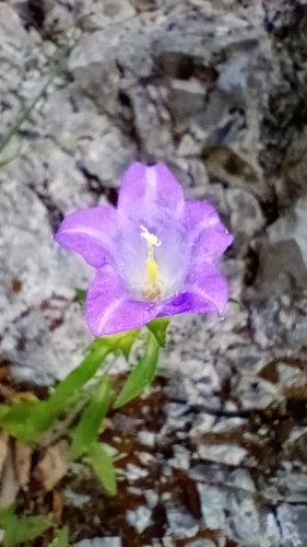 Canterbury-bells (Campanula medium)