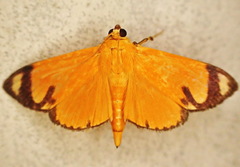 Phostria lithosialis