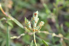 Puccinia modiolae