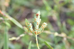 Puccinia modiolae