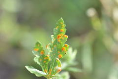 Puccinia modiolae