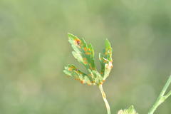 Puccinia modiolae