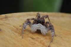 Portia albimana