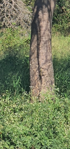 Southern Tree Agama