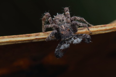 Portia albimana